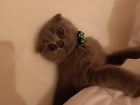 Scottish Fold yavru 3 aylık