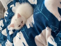 Yavru british shorthair cana yakın cins