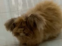Fındık Ev Tavşanı