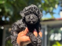 Eşsiz güzellikteki Toy Poodle bebekler