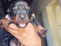 Europan Üst Düzey Doberman Yavrular