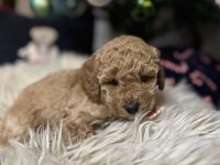 Toy poodle yavrular