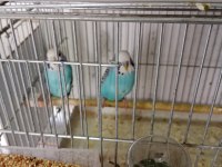 Satılık muhabbet kuşu takımlarımız