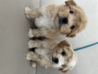 Kaliteli maltipoo yavruları için ulaşabilirsiniz