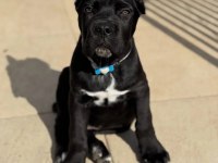 Ev ortamında yetiştirilmiş cane corso yavrularımız