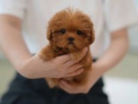 KORE TEACUP MALTİPOO YENİ YAVRULARIMIZ