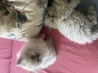 Bir dişi bir erkek yavrularım yuvasını arıyor