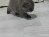 Yeni yuvası için hazır scottish fold