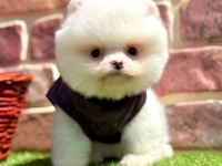 Safkan Pomeranian Boo Bebekler