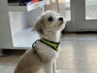 Terrier Köpeği