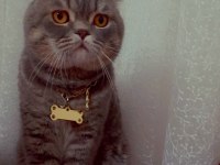 Scottish Fold Simba İçin Maalesef Yeni Yuva Arıyoruz