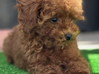 Orjinal kore toy poodle yavrularımız