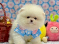 Safkan pomeranian yavrular