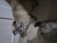 Sıfır ücretsiz british shorthair