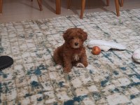 Bal Gibi Toy Poodle Bebek