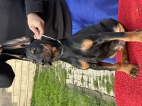 Show Kalite Safkan Doberman Yavruları