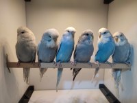 Show jumbo dişi muhabbet kuşu yavrular çok uyguna