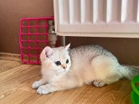 British shorthair erkek