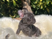 Exotic renk french bulldog yavrularım