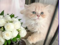 British longhair dişi