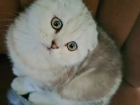 Beyaz scottish fold yavrumuza yeni yuva arıyoruz
