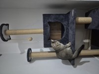 British shorthair Tiger desen
