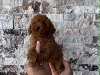 Mikrochipli Red Brown Orjinal Kore Kan Poodle Yavrular