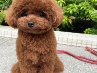 EĞİTİMLİ TOY POODLE BEBEKLERİM