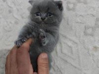 British shorthair kedisi