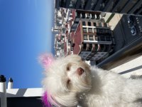 3 yaşında köpeğimiz