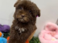 GÜLERYÜZLÜ ORJİNAL ÇİKOLATA MALTİPOO YAVRUM