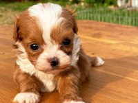 Maltipoo Bebeklerim