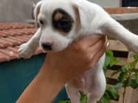 Yavru jack russell
