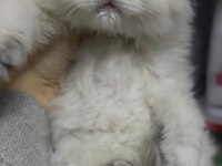 Ay1233 Safkan British Longhair Gollden Point Erkek