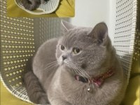 Kedi Sahiplendirmek İstiyorum