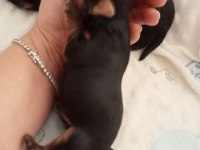 Orjinal 2 erkek yorkshire terrier