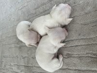 Yavru Chihuahua Köpekler