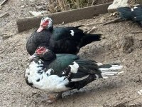 DAMIZLIK AMERİKAN PEKİN ÖRDEĞİ