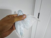Yavru Forpus Papağanı