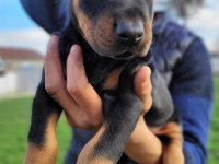 Doberman Yavrularımız ırk garantilidir