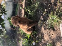 Antalya toy poodle