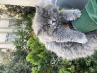 Yavrularımız ırk ve sağlık garantili british longhair