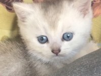Orjinal british longhair yavrumu sahiplendiriyorum