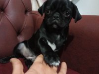 3 aylık siyah pug günü gelen aşıları yapıldı