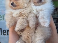 Pomeranian boo yavrular
