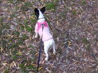 7 AYLIK TÜM AŞILARI TAM ÇİPLİ DİŞİ FRENCH BULLDOG