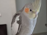 Sultan Papağanlar Bebek ve Damızlık