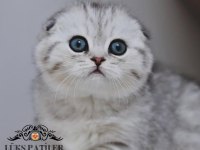Canım Tosbik Silver Scottish Fold Shorthair 