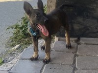 Belçika Kurdu 2 Aylık