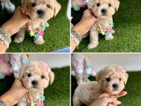 Mini mini güzel maltipoo bebekler